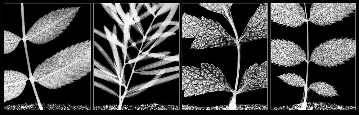 A Vintage Black And White Photo Showcasing The Growth Stages Of Leaves, Representing The History Of Photography.