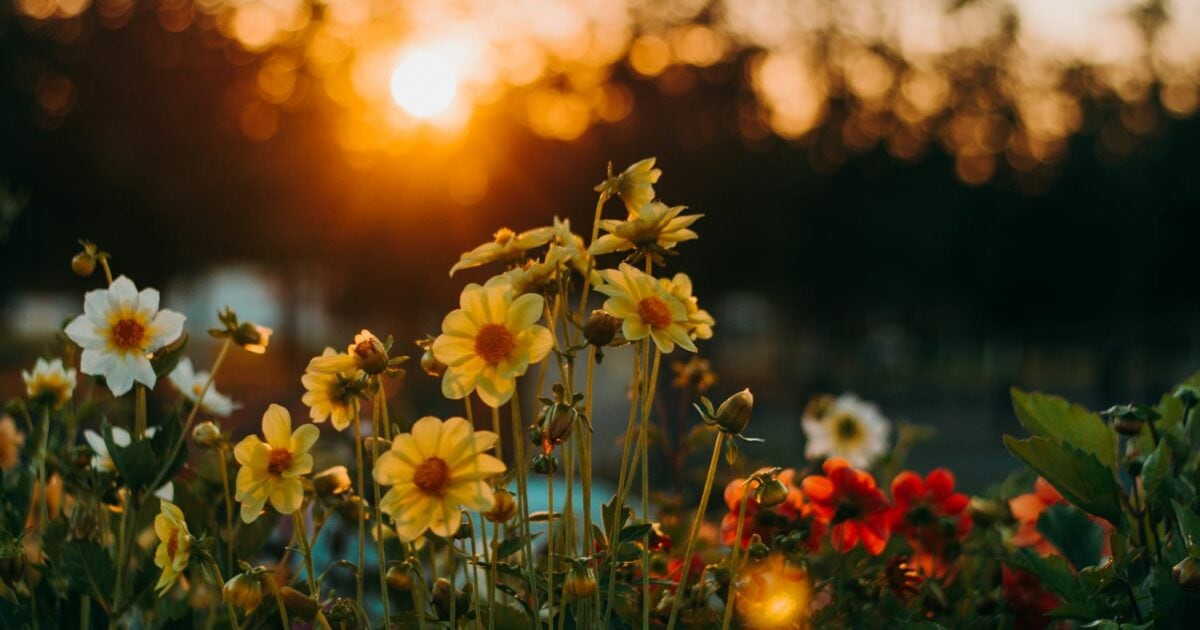 Photography Ideas: Capturing A Colorful Field Of Flowers At Sunset.