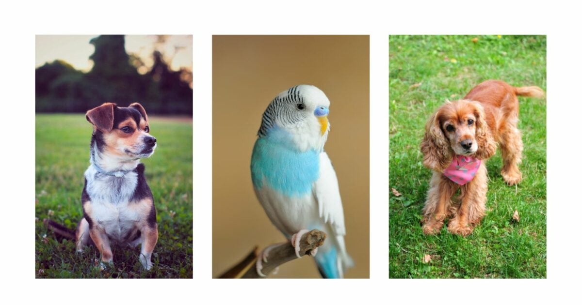 Creative Photoshoot Ideas Featuring Dogs, A Bird, And A Parrot.