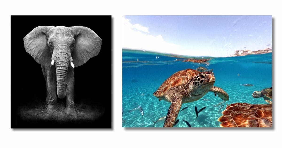 Creative Photography Ideas Featuring An Elephant And A Turtle In The Ocean For A Captivating Photoshoot.