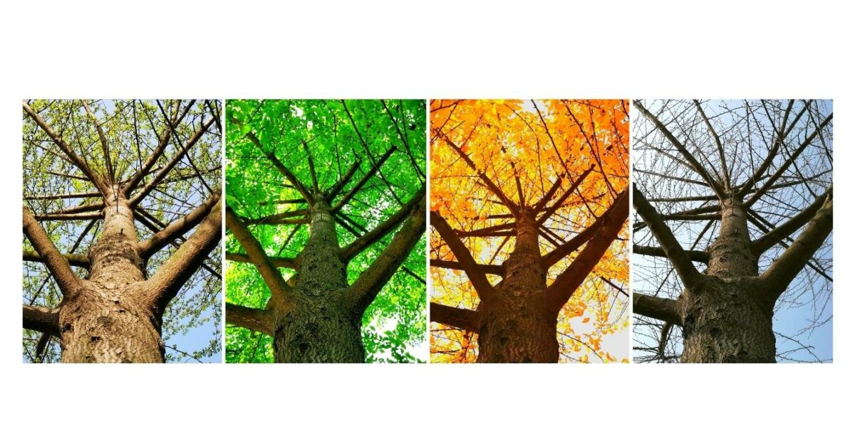 Captivating Four-Color Leaf Variations On A Tree Showcased In A Visually Expressive Photo Essay.