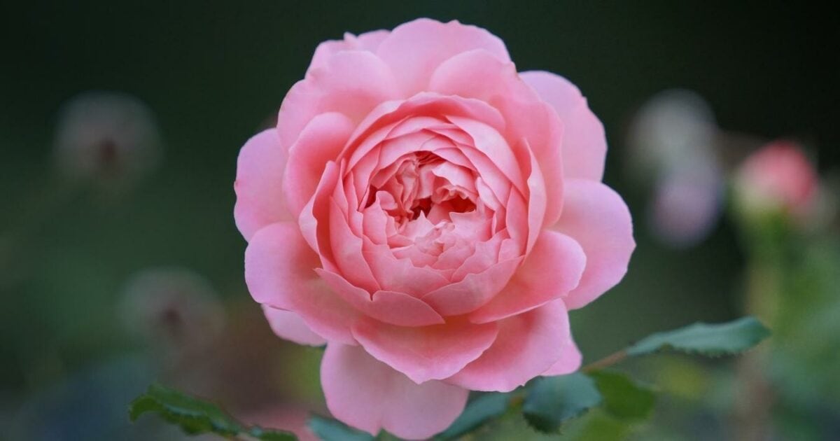 A Pink Rose Is Blooming In A Garden.