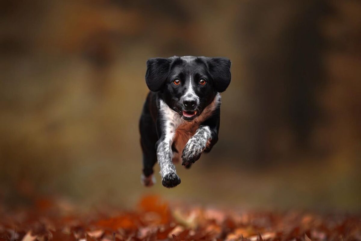 A Black And White Dog Running Through The Leaves.