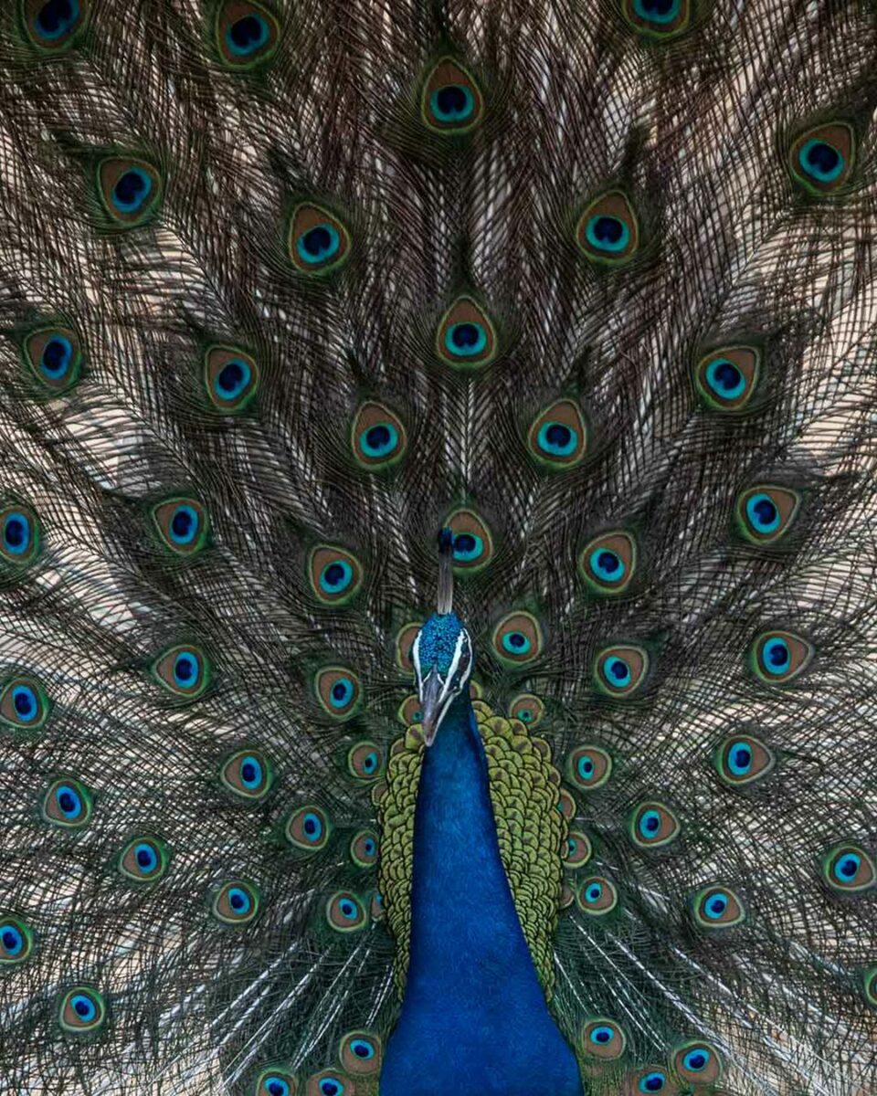 A Peacock Is Showcasing Its Vibrant Feathers, Capturing The Essence Of High Shutter Speed In Photography.