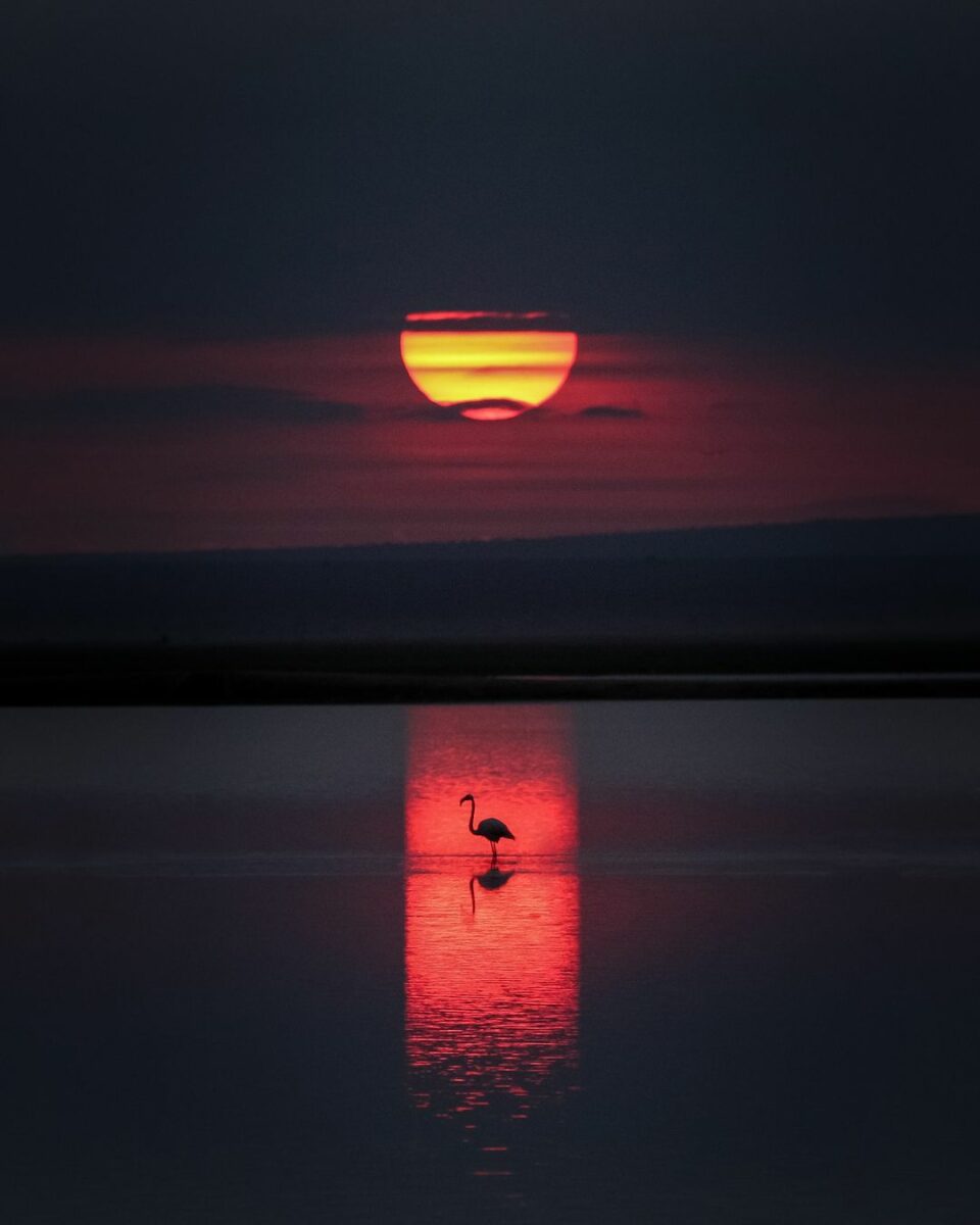 A Flamingo Standing In The Water At Sunset Is Captured With A Perfect Shutter Speed.
