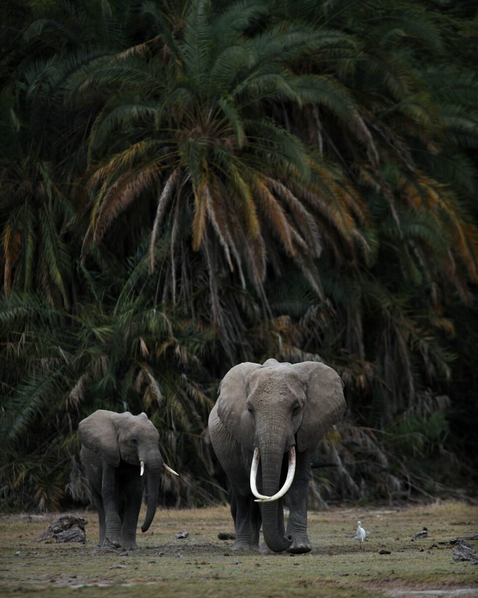 Two Elephants Gracefully Meandering Through A Lush Grassy Area.