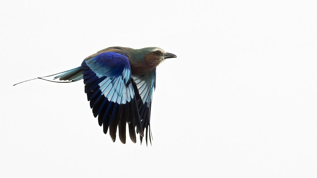 A Bird Flying Through The Air.
