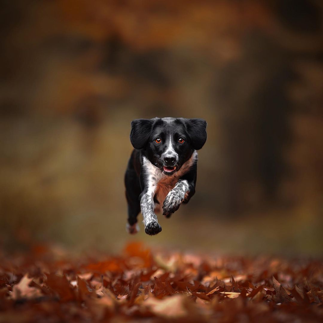 A Dog Sprinting Through The Falling Leaves, Capturing The Essence Of Motion With A Fast Shutter Speed.