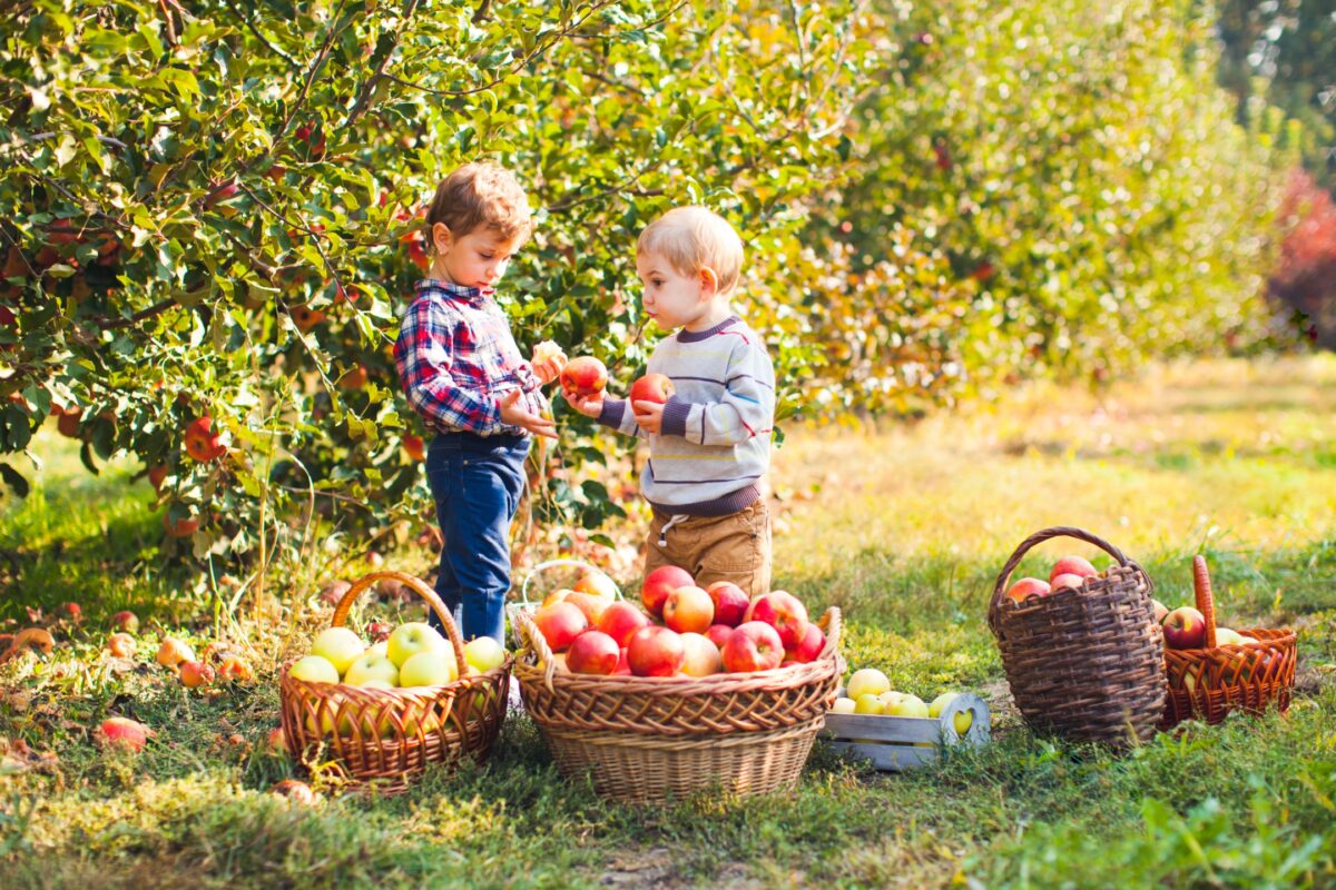 Two Children Picking Apples In An Apple Orchard.