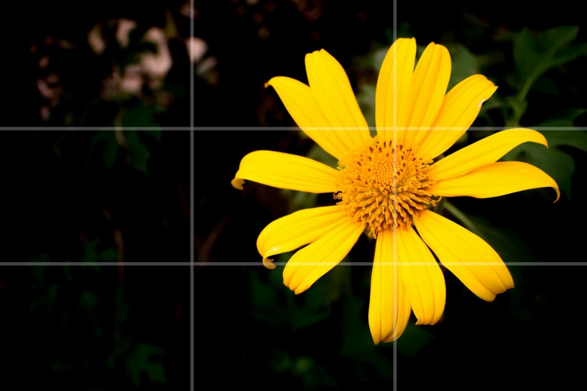 An Image Of A Yellow Flower In A Square Frame, Captivated Through Nature Photography.