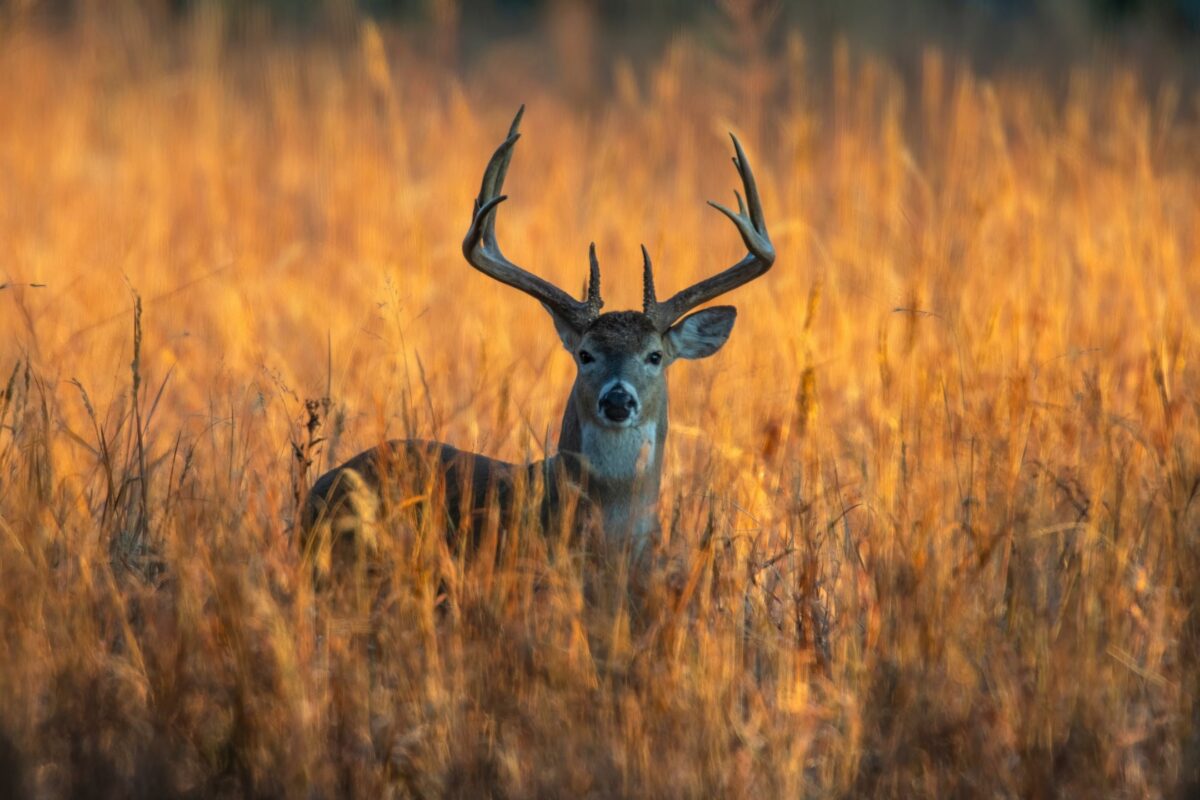A Deer Is Standing In Tall Grass, Creating A Beautiful Scene For Nature Photography At Sunset.