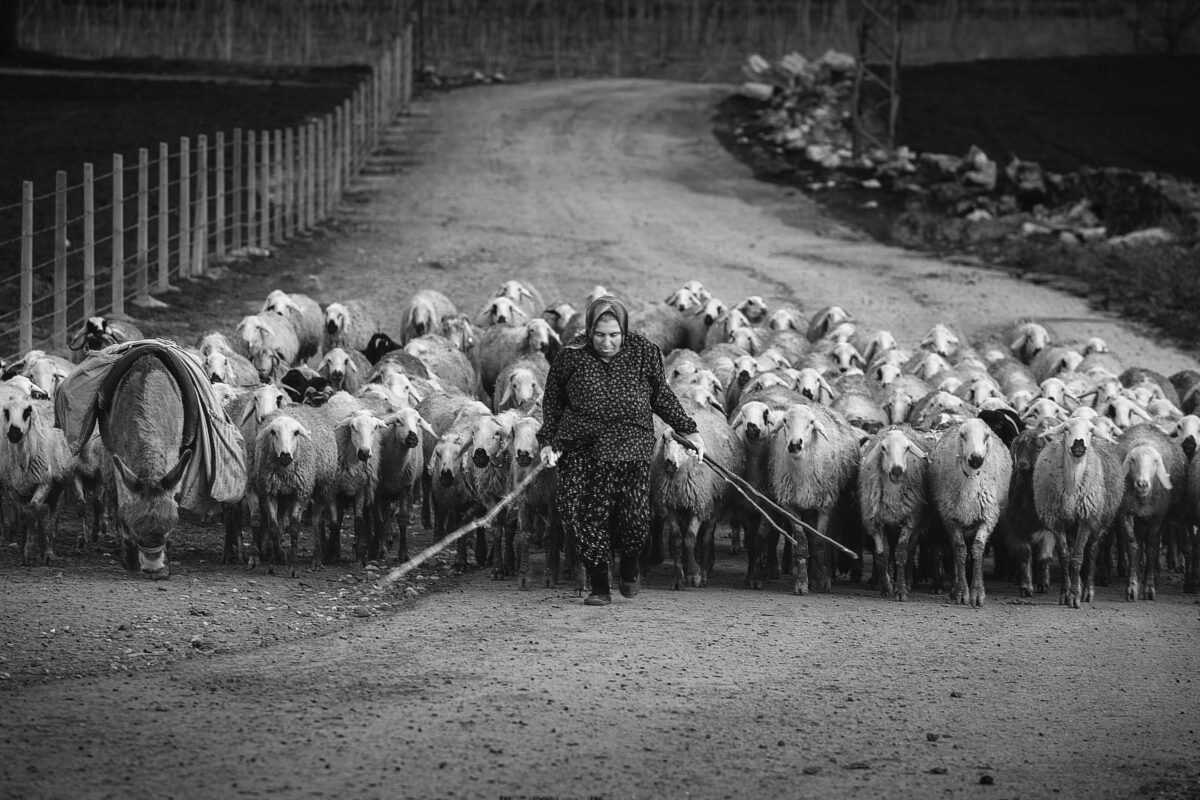 A Man Is Leading A Herd Of Sheep Down A Dirt Road, Captured In A Photography That Showcases Why Photography Is An Art.