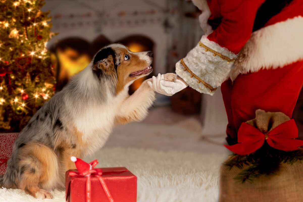 Santa Claus Hosting Mini Sessions, Handing A Dog A Gift In Front Of A Christmas Tree.