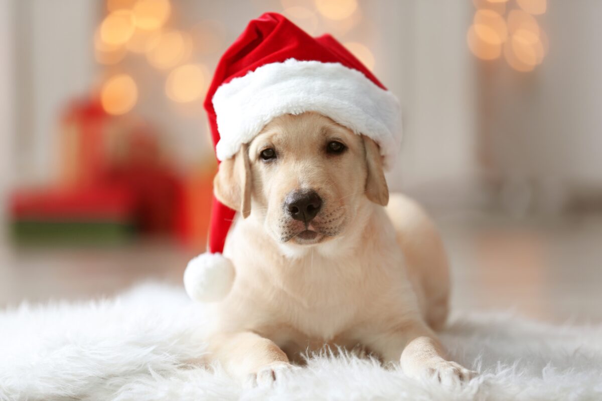 A Yellow Labrador Retriever Dressed In A Festive Santa Hat, Perfect For Holiday-Themed Mini Sessions.