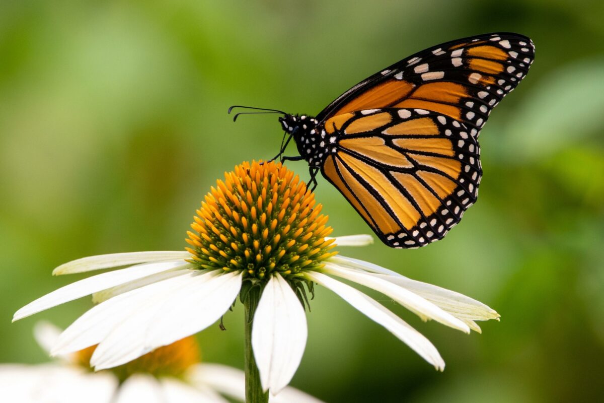 A Beautiful Monarch Butterfly Graces A White Flower In This Stunning Nature Photography.