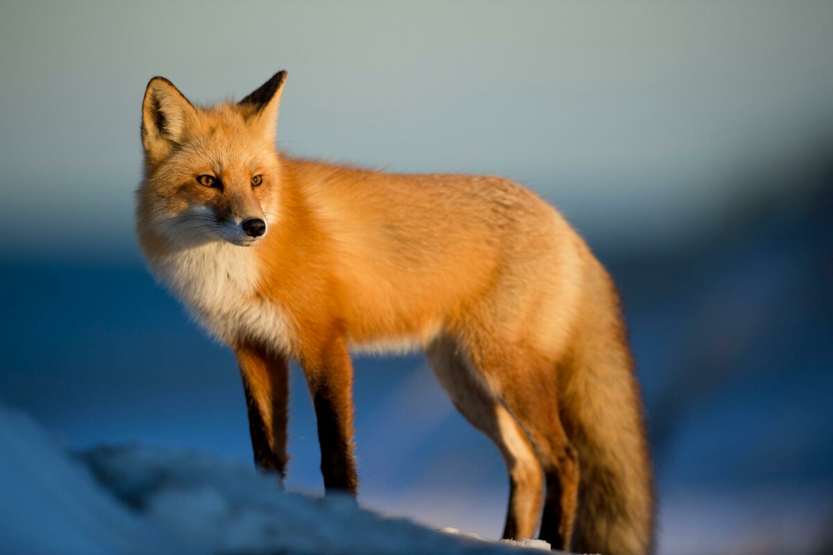 A Red Fox Is Captured In Stunning Nature Photography, Standing Majestically Atop A Snowy Hill.