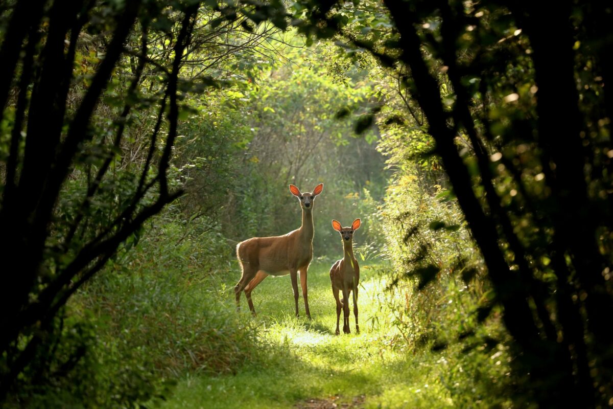 Captivating Nature Photography Captures A Deer And A Fawn Gracefully Walking Through The Woods.