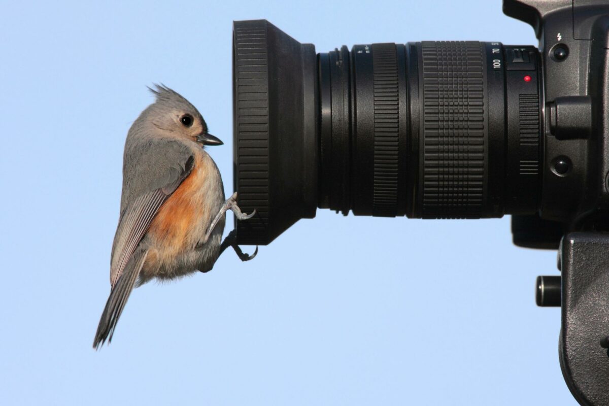 A Nature Photography Concept Featuring A Bird Perched On The Lens Of A Camera.