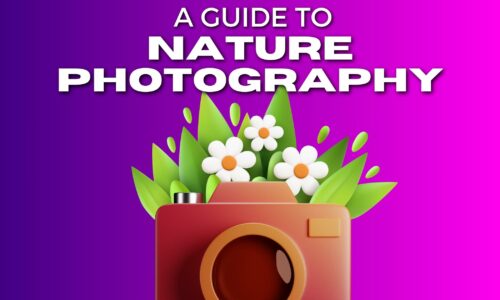 The Complete Guide To Nature Photography For Beginners