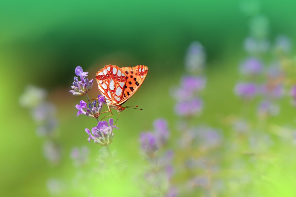 A Butterfly Is Sitting On A Purple Flower, Highlighting Why Photography Is Important.