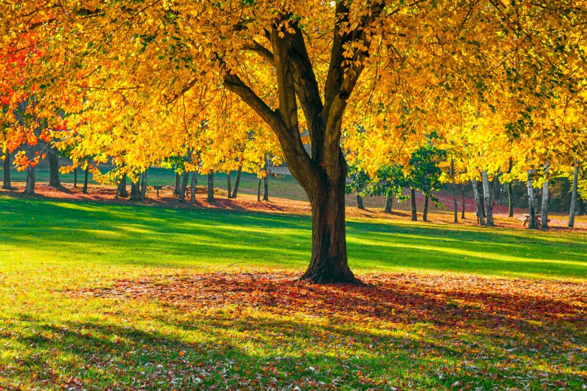 A Tree In A Park With Colorful Leaves Shines Under The Harsh Sunlight, Making It A Perfect Subject For Photography.