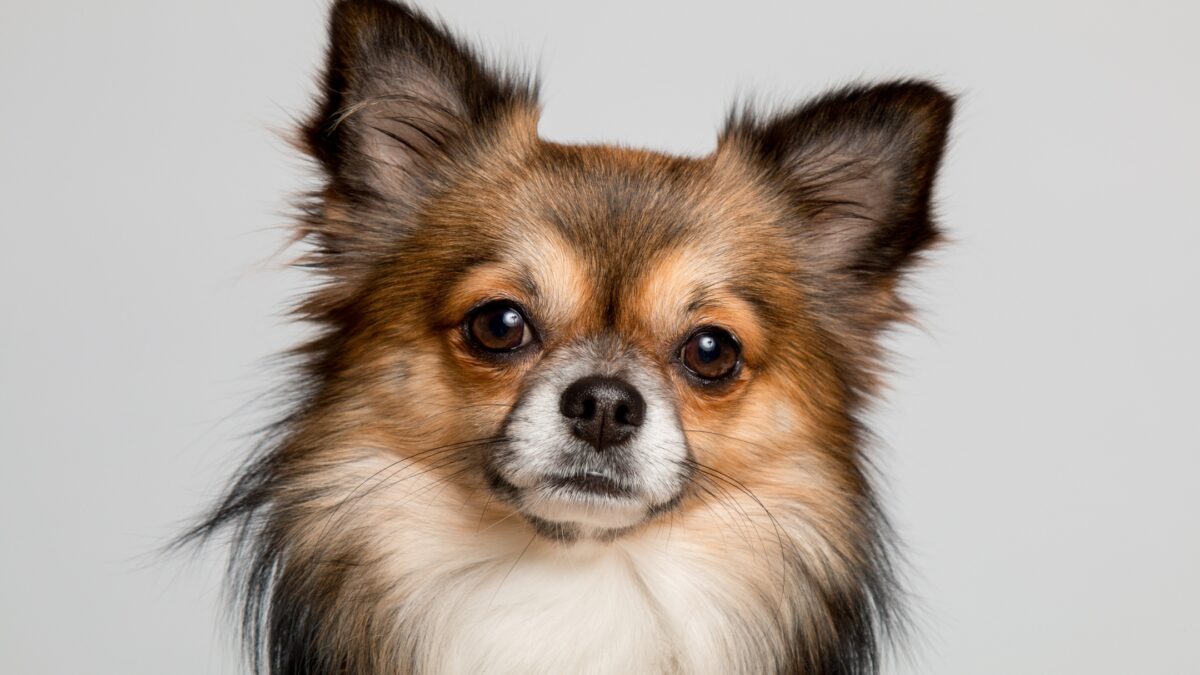 A Chihuahua Dog Is Standing In Front Of A Gray Background, Captured With A Professional Photography Lighting Setup.