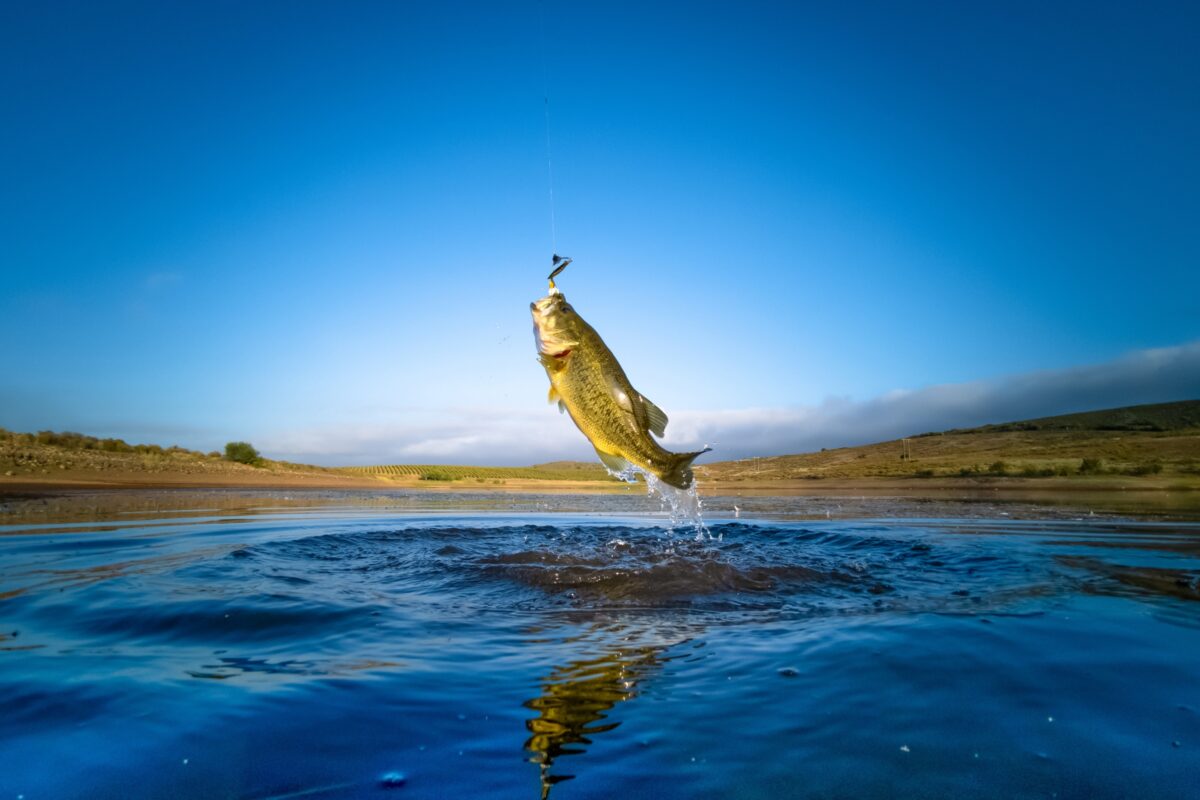 A Fish, Captured In A Stunning Composition In Photography, Is Jumping Out Of The Water.