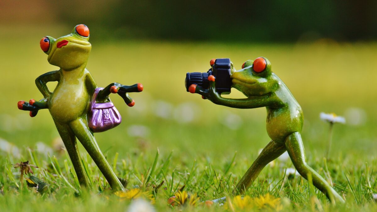 Two Frogs Holding A Camera In The Grass.