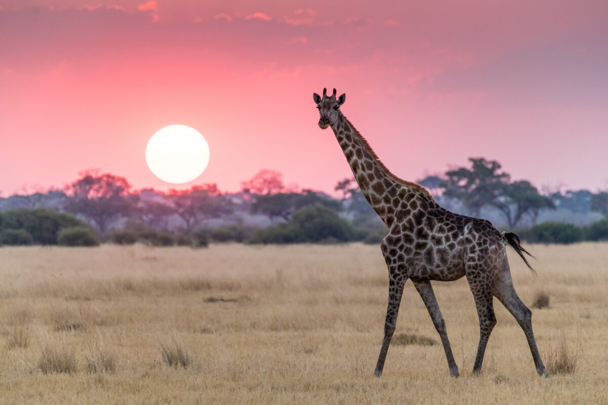 An Aesthetically Pleasing Composition Of A Giraffe Standing In A Field At Sunset.