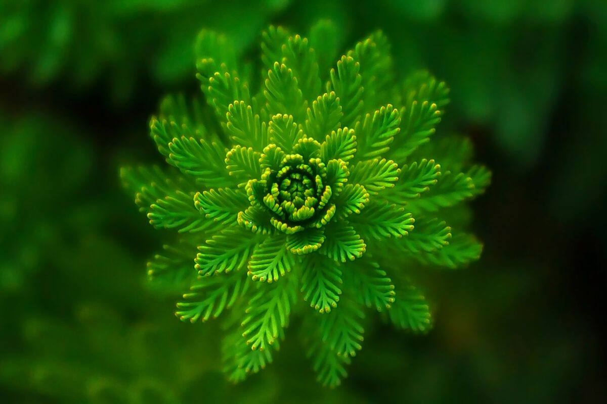 A Close Up Of A Green Plant Showcasing Composition In Photography.