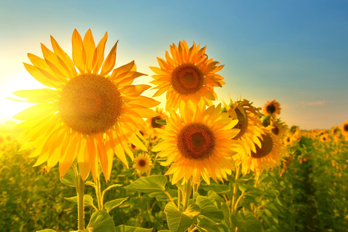Sunflowers In A Field Basking In The Warm Sunlight.