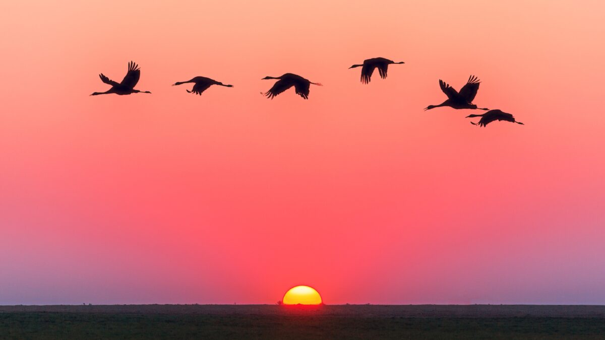A Flock Of Geese Gracefully Soaring Across The Sky During Golden Hour, Accentuating The Stunning Sunset.
